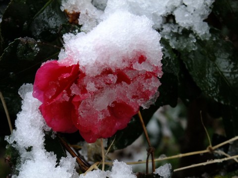 雪いちご